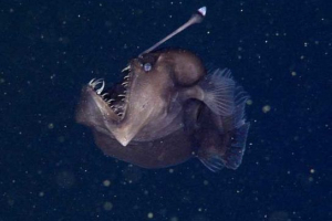 Fish ördög